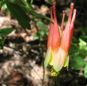 Crimson Columbine